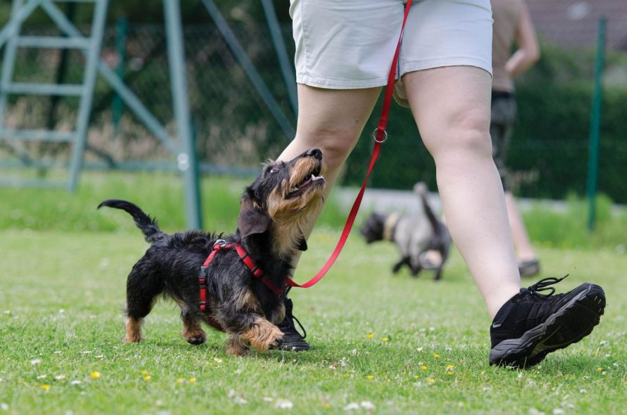 The first session of the dog obedience classes start on May 22 and will be offered every Tuesday through June 26.