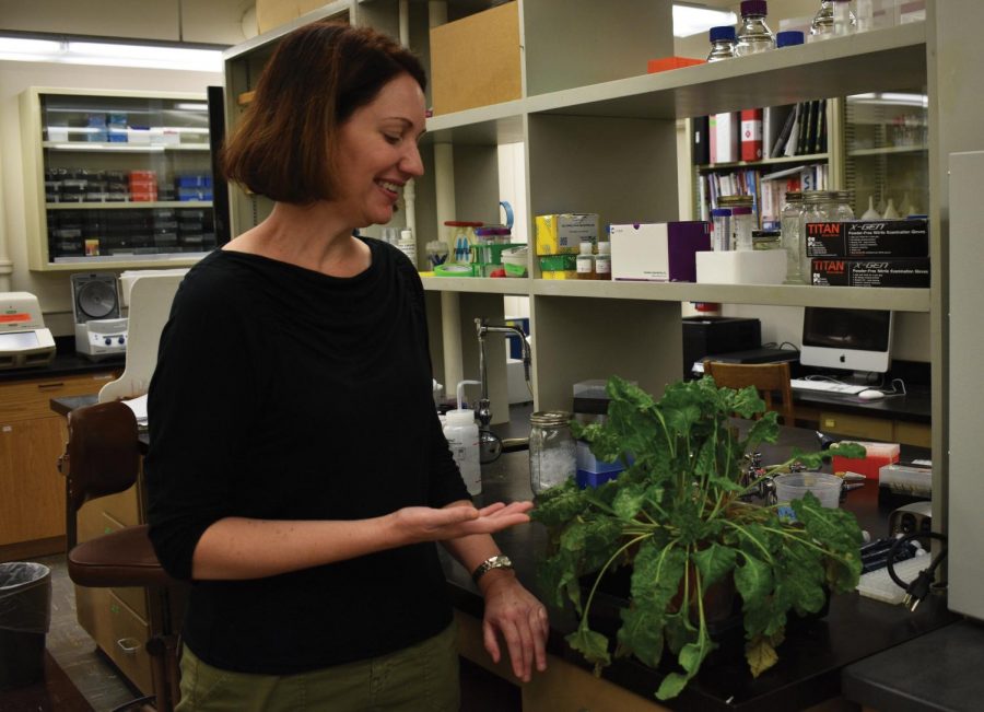 Cynthia Gleason, an assistant professor in the Department of Plant Pathology, explains how cyst nematodes infected this sugar beet plant in a Johnson Hall research lab Friday. This particular plant will be used as a demonstration in one of her classes.