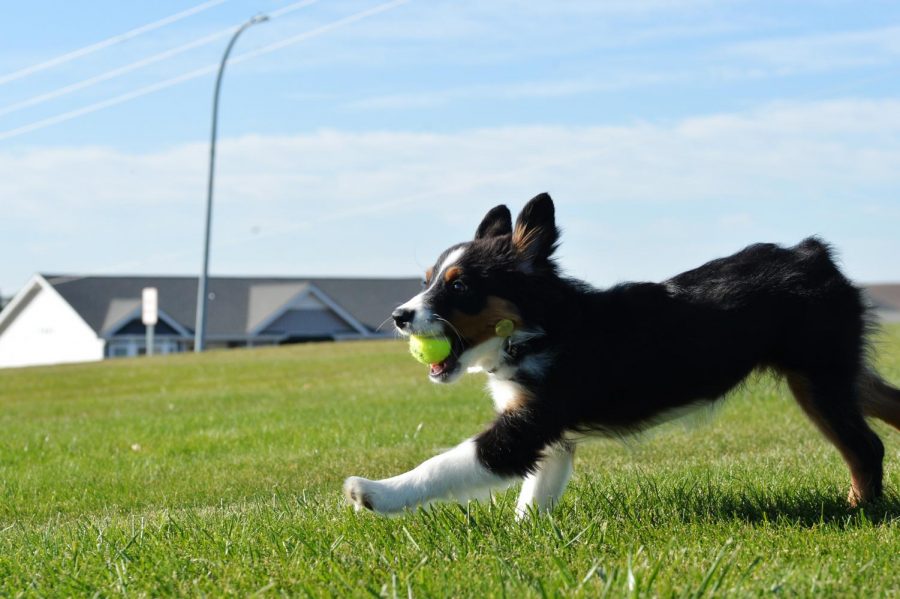 Zoey, a Miniature Australian Shepherd, runs the ball back to her owner after enjoying a game of fetch. 