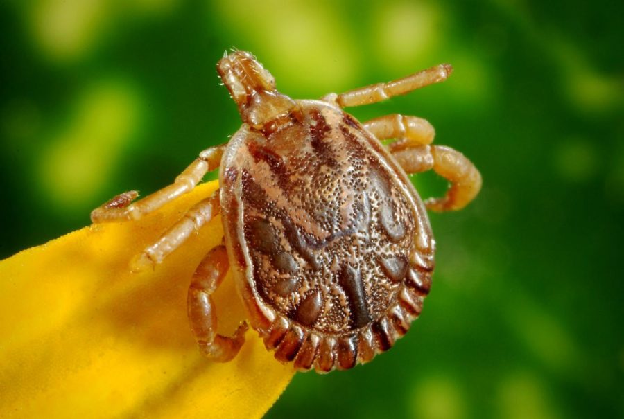 Understanding how immune responses affect disease transmission could be the first step toward eventually developing a preventative treatment for tick-born illnesses, researchers say.