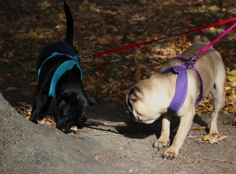 Achilles, a rescue dog, left, and Persephone, a 3-month-old pug, play with a stick they found Tuesday afternoon outside Bryan
Hall. Shelters can be a good option for adoption but often lack the purebred selection breeders have.