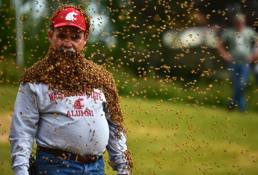 Bees swarm Provost Dan Bernardo on June 17, 2016, giving him an unusual beard. Alumni donated $1 million toward the new Honey Bee and Pollinator Research Facility.