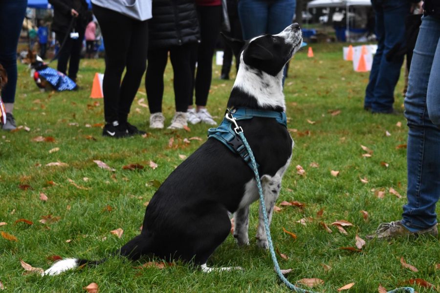Vino and his owner Sasha Barnett participate in the trick portion of the Mutt Strutt on Oct. 6 in Reaney Park. Taking care of pets can be a struggle with a busy schedule. Make sure you’re ready before committing. 