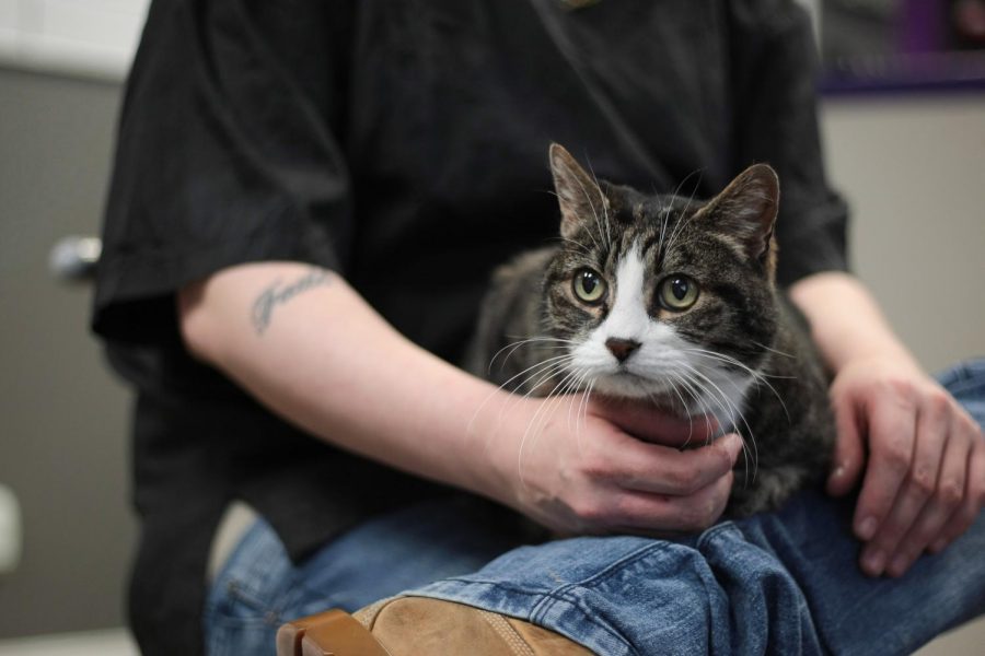 Shop cat Emma, a 10-year-old tabby , sits with co-owner Dani Voorhees on Jan. 15.