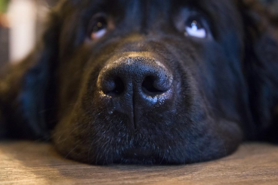 Three year-old Nala, a 145 pound Newfoundland, lays on the floor looking up at a customer at  downtown Pullman at Pups and Cups on Friday. Nala was adopted by the owner of the cafe, C.J. Robert, and eats 10 cups of food per meal.