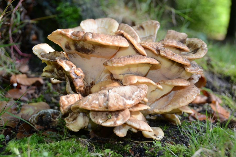 Two WSU researchers are focused on polypore mushrooms because of the antimicrobial compounds they excrete.  