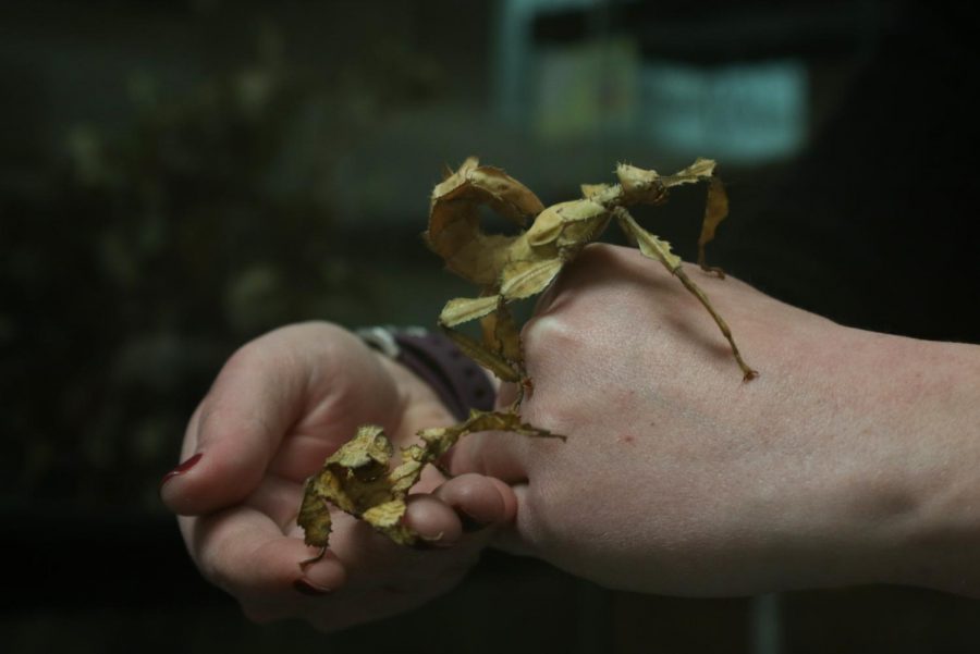 Two giant prickly stick insects are held in the hands of Megan Asche, president of the Entomology Graduate Student Association, on Tuesday at the Food Science and Human Nutrition building.