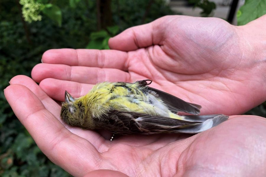 Jessica+Tir+holds+a+Lesser+Goldfinch+found+near+Ableson+Hall.+Tirs+research+found+the+building+is+responsible+for+more+bird+deaths+than+any+other+on+campus.