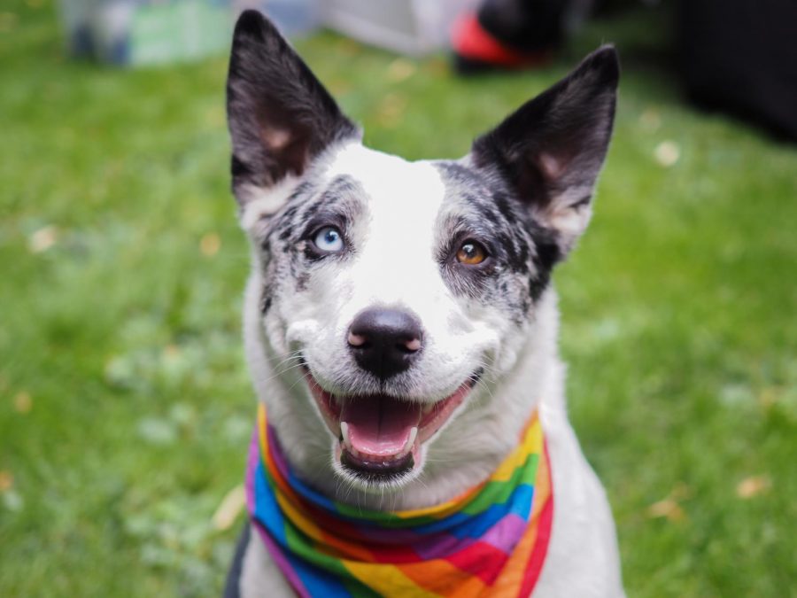 Ellie, a Border Collie-Australian Shephard mix, sits at the Palouse Pride festival with her owners, Tricia Demacon and Casey Willitts, on Saturday.