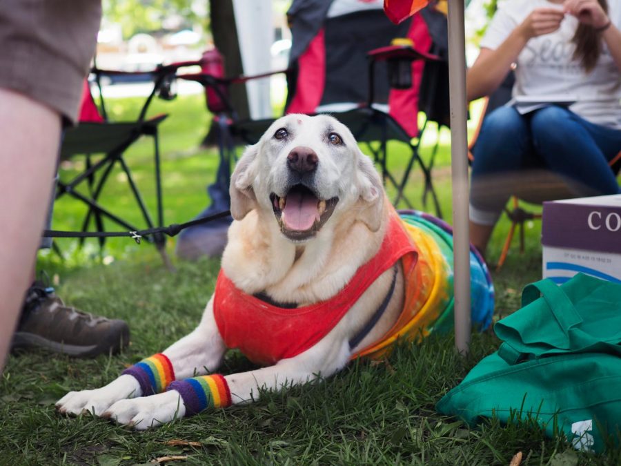 Daisy Moe, labrador retriever, rests on the festival grounds with her owner, JT Steffens, president of the Moscow Community Theatre, at Palouse Pride on Saturday.