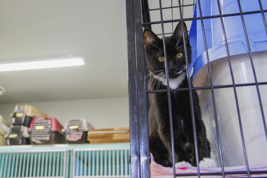 Whitman County Humane Society hosted a private donor opening for the new cat wing on Sunday. The new additions include modernized kennels and a visiting room where people can play and interact with the cats before deciding to adopt.