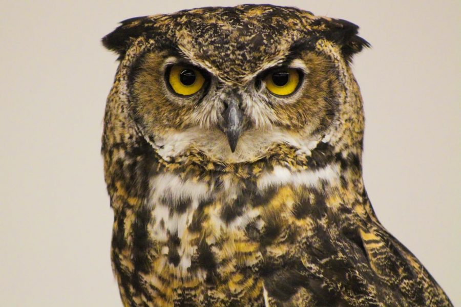 Sprite the Great Horned Owl is one of 12 birds the Raptor club takes care of at Wegner hall Monday.