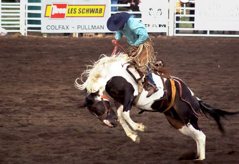 A cowboy attempt to stay in the saddle for the bronc riding competition at the Friday evening rodeo at the Palouse Empire Fair in Colfax.  For those that missed the the fair in Colfax, the Latah County Fair will begin this Thursday in Moscow.