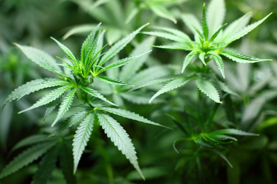 Whitman County commissioners extend marijuana moratorium