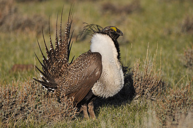 As the variety of natural vegetation decreases, so does the sage-grouse population.