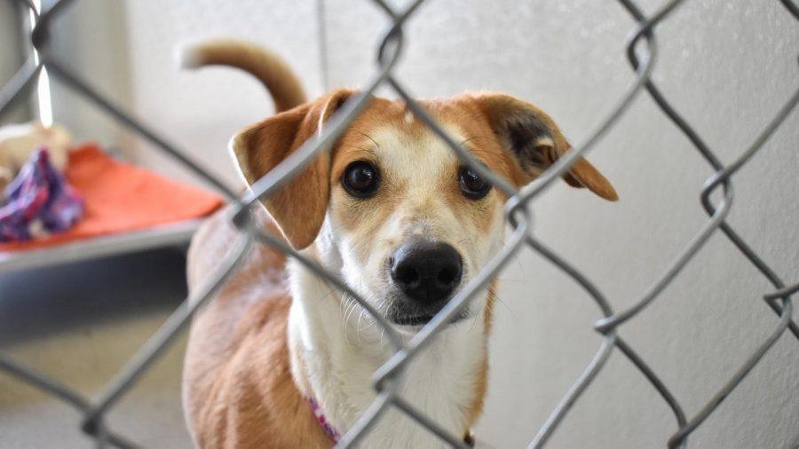 Beagle and Pembroke Welsh Corgi mix Rita spends time in a kennel Wednesday afternoon at Whitman County Humane Society. Dogs at the shelter will also be up for adoption after Mutt Strut, including Rita’s sister Roxy.