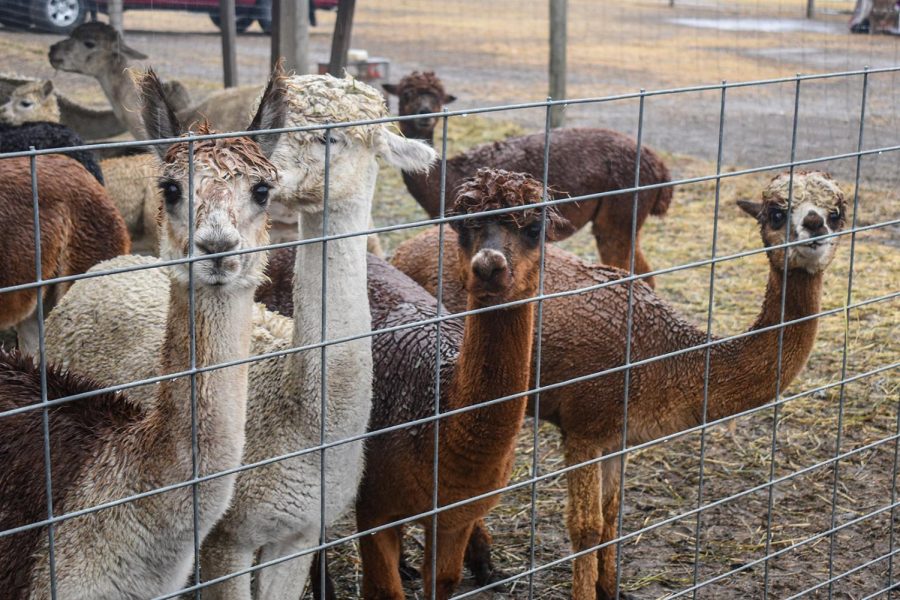 Alpacas are out in the rain on Saturday at Grazing Hills Alpaca Ranch.