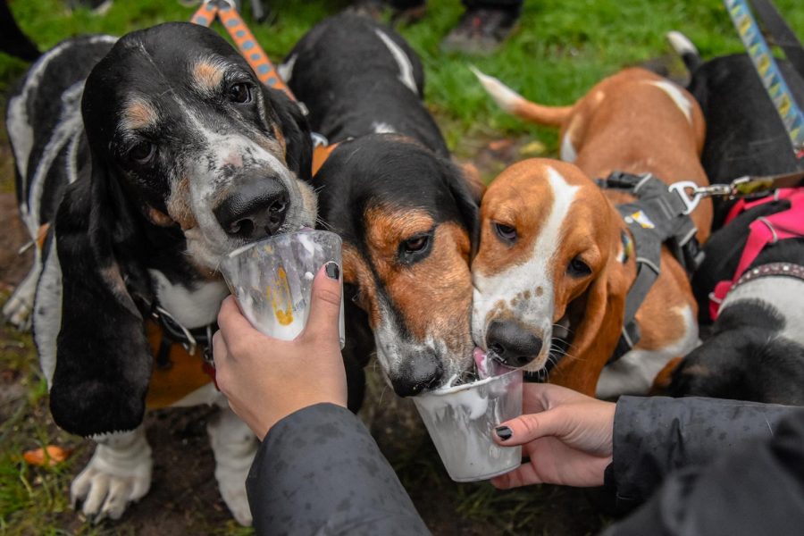 A group of Basset hounds enjoy some puppy frappuccinos upon arrival to the Mutt Strutt event on Saturday afternoon at Reaney Park.