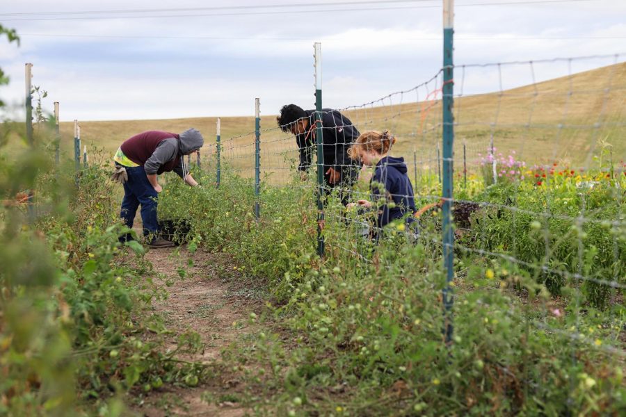 Students harvest produce Monday evening at the Soil Stewards Farm. “The Student club is the main driver,” Farm Manager Alison Detjens said. 
