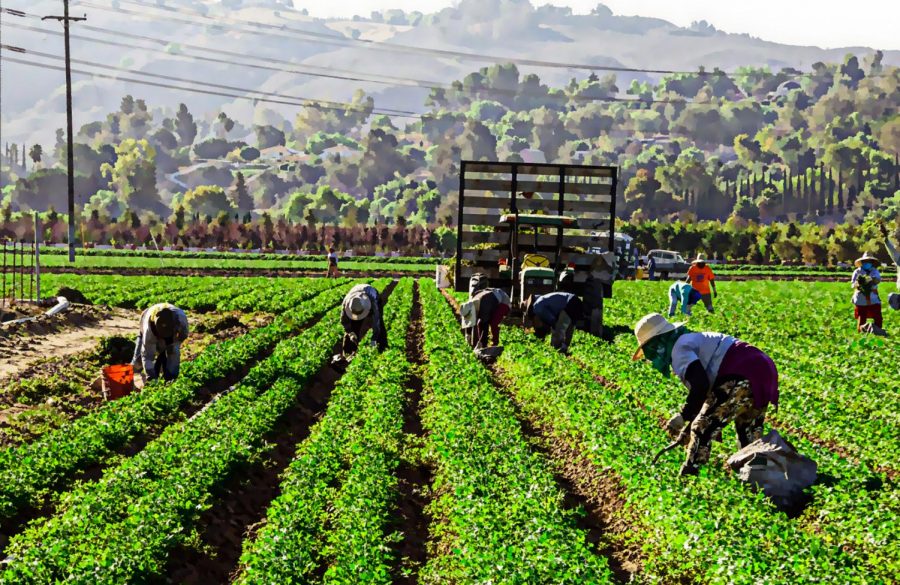“Both farmers and industrial workers perform pretty hard labor. Often times, it is backbreaking labor for pretty low wages,” said Brian McNeill, WSU professor of counseling psychology.