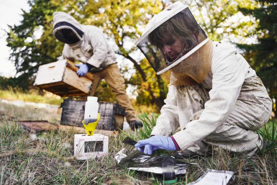 Erin O’Rourke, WSU diagnostic laboratory manager, places bees in a container filled with alcohol solution