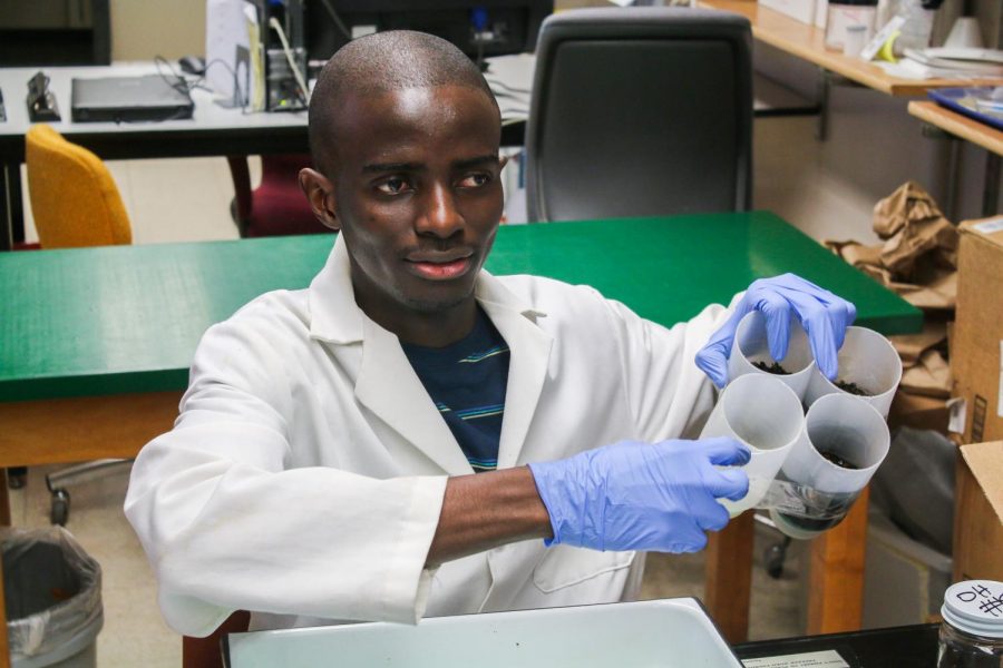 Stephen Onayemi, graduate student in WSU’s Entomology Department, shows samples of dead bees used for research.