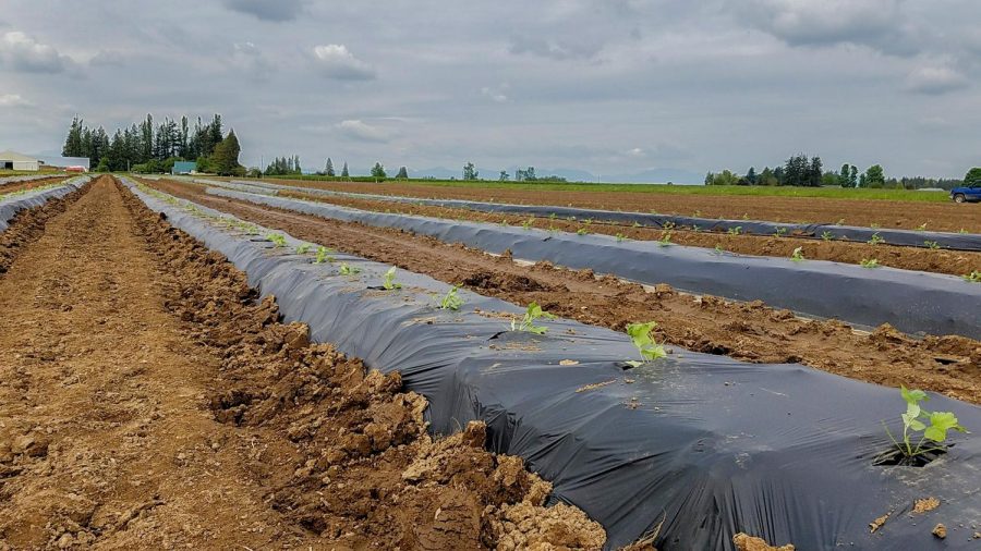 A raspberry field is mulched with biodegradable plastics. Growers do not tend to put mulch in raspberry fields. Instead, they use herbicide and weed by hand, says Lisa Wasko DeVetter, WSU horticulture assistant professor.