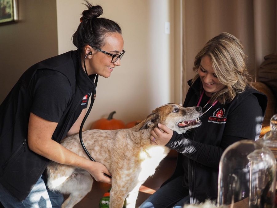 Veterinarian Kathryn Kammerer, left, and veterinary assistant Tasha Bradley demonstrate how they perform dog examinations with Sienna, a Red Heeler mix, on Tuesday at Kammerer’s home.