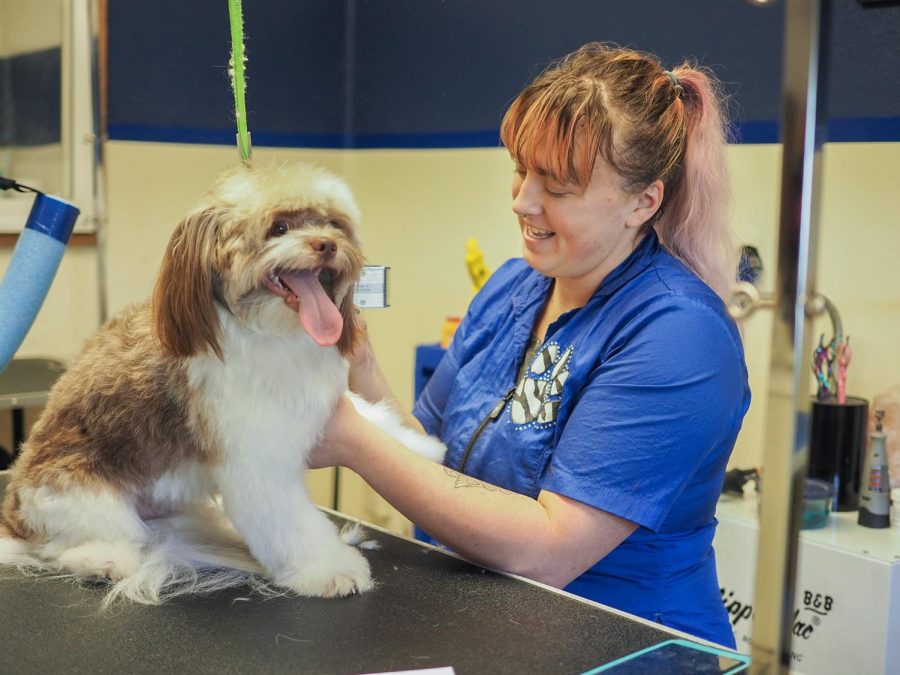 Head groomer Alix Shackelford discusses the salons Halloween pet photo contest while giving a hair cut to TJ, a shih tzu Pomeranian, on Wednesday at Ambers Grooming Salon.
