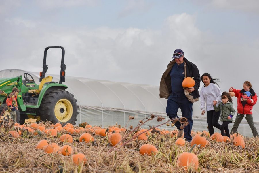 Despite early morning showers, families and students turn out for the WSU Organic Farm’s annual Fall Harvest Festival on Oct. 7. The festival features a self-pick pumpkin patch, games, refreshments and a produce sale.