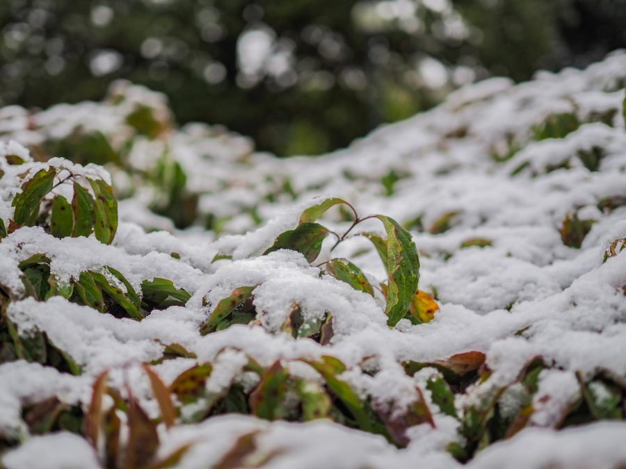 Snow covers the bushes and shrubs outside Murrow Hall. WSU campus remains mostly unaffected after light snowfall occurred Wednesday morning. According to the National Weather Service, no hazardous weather is expected in the Palouse at this time.
