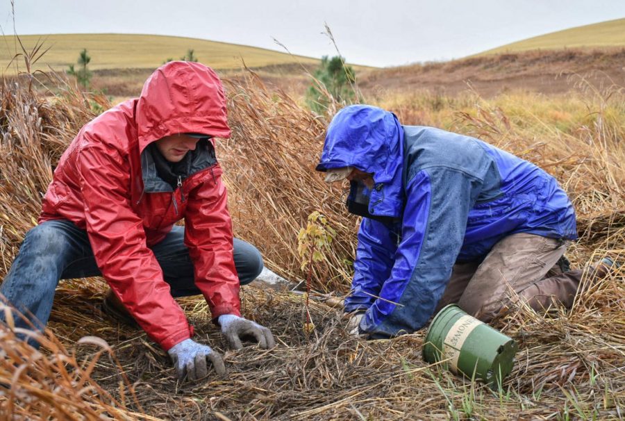 Volunteers plant native plants to improve the quality of the Paradise Creek ecosystem. The Palouse Conservation District coordinated the event to support PCDs restoration efforts.