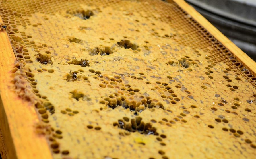 A panel of honeycomb is displayed on Friday morning at the WSU bee research lab.