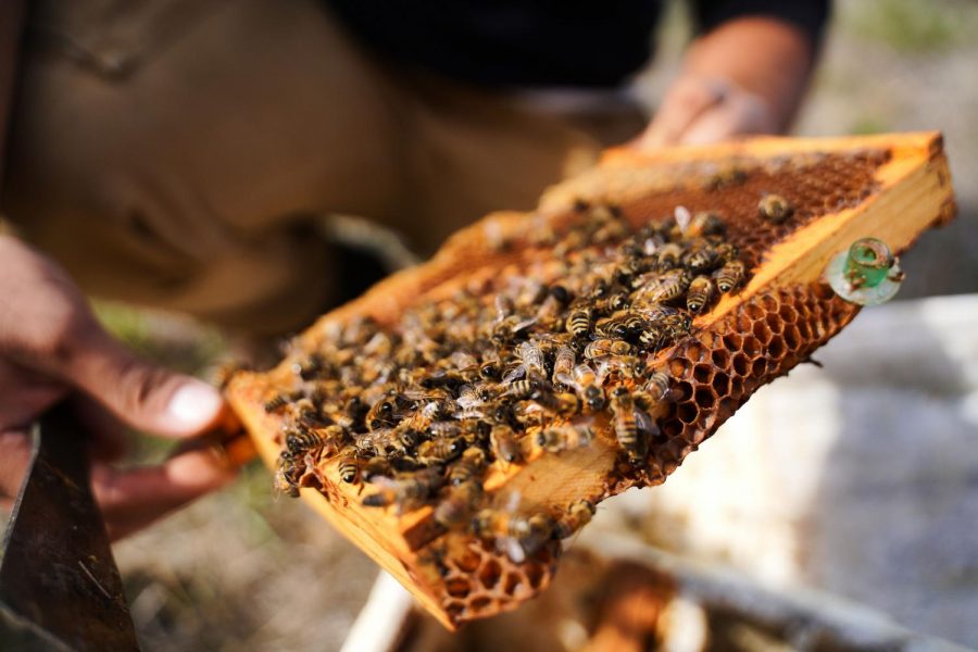 “The queens need to be productive,” says entomology professor Steve Sheppard. “During the main part of the season they may be laying 1500 eggs a day, so you need a queen that can really crank out that many eggs.”