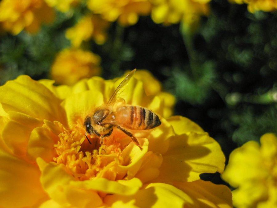 ‘Local losses of bee species’