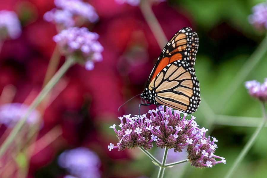 Monarch+butterflies+are+tagged+by+scientists+in+order+to+be+tracked%2C+said+David+James%2C+associate+professor+at+WSU+Prosser%E2%80%99s+Irrigated+Agriculture+Research+and+Extension+Center.+