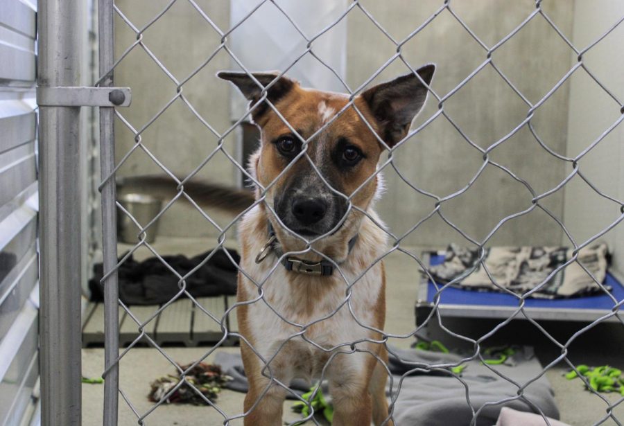 Rufus, 11-year-old terrier American Staffordshire and Australian cattle dog mix, waits in his kennel on Friday afternoon at the Whitman County Humane Society. 