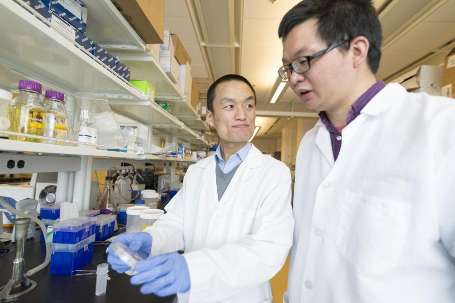 Zhaokang Cheng works with postdoctoral research associate Peng Xia in their lab. Cheng said heart disease is one of the main causes of death in cancer survivors, other than cancer recurrence.