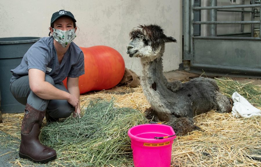 Dr. Catherine Krus, cares for “Rose,” a 3-year-old alpaca suffering with tick paralysis. The tick was located and removed from the dark spot on the neck.