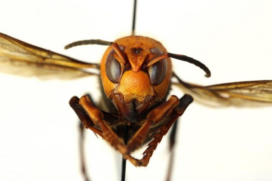 The Asian giant hornet is the largest hornet in the world. They eat insects like wasps and honeybees. The hornets can “slaughter” entire honeybee colonies. 