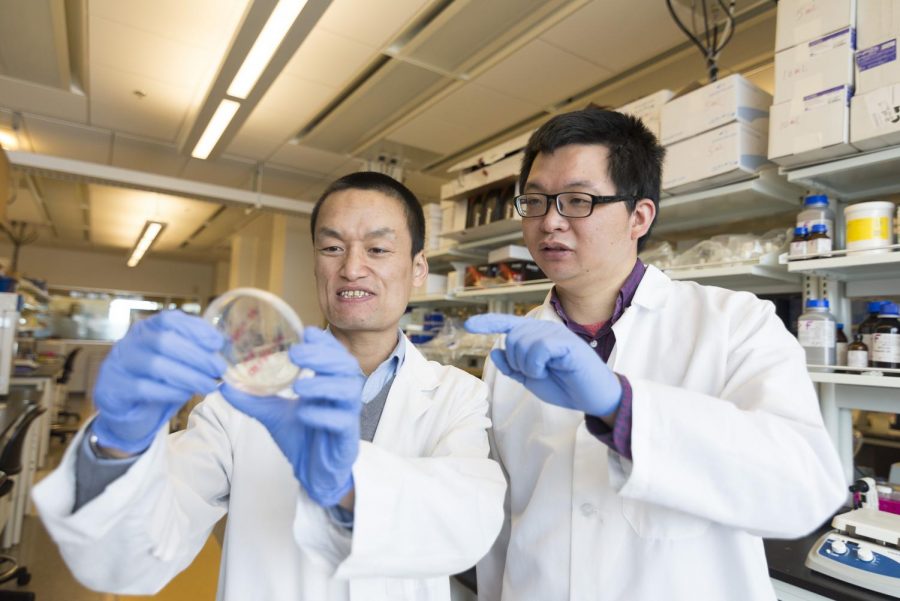 Zhaokang Cheng works with postdoctoral research associate Peng Xia in their lab. Cheng said heart disease is one of the main causes of death in cancer survivors, other than cancer recurrence.