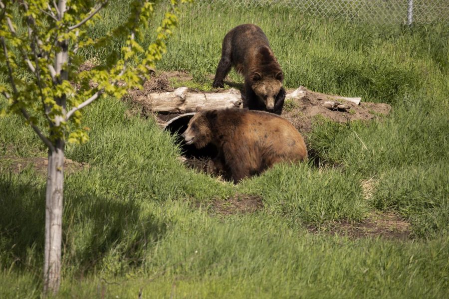 There are 11 bears at WSUs Bear Center. They were given a new cave, which researchers say will be used as hibernation approaches. 