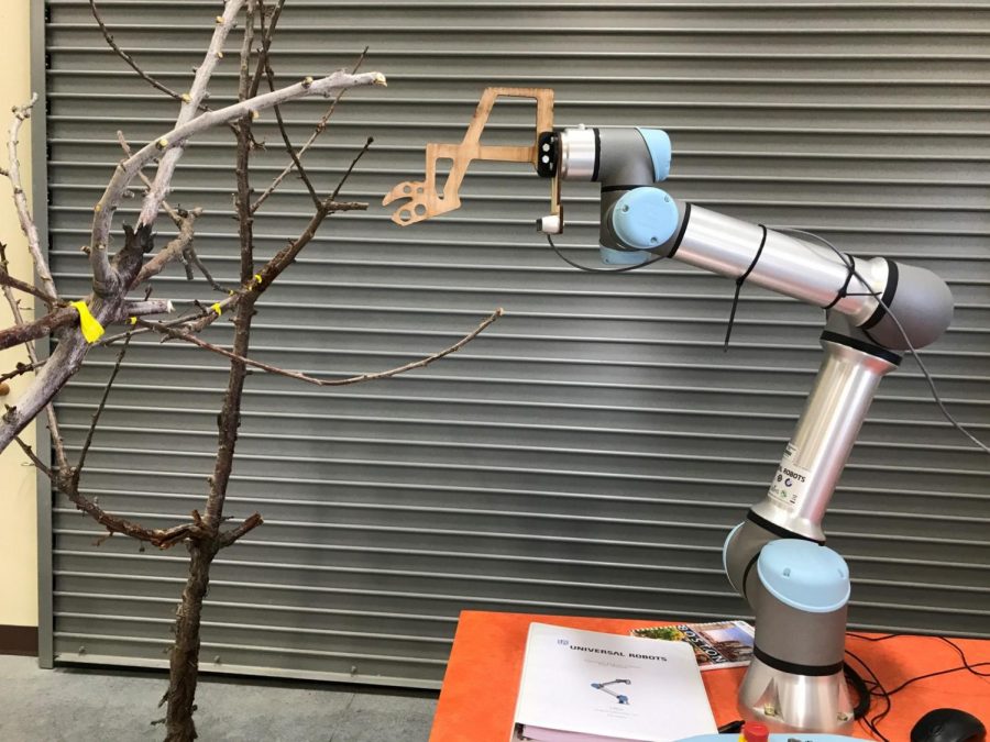 Manoj Karkee, associate professor in WSU’s Department of Biological Systems Engineering, has worked on several projects including a robotic system that selectively prunes fruit tree branches. 