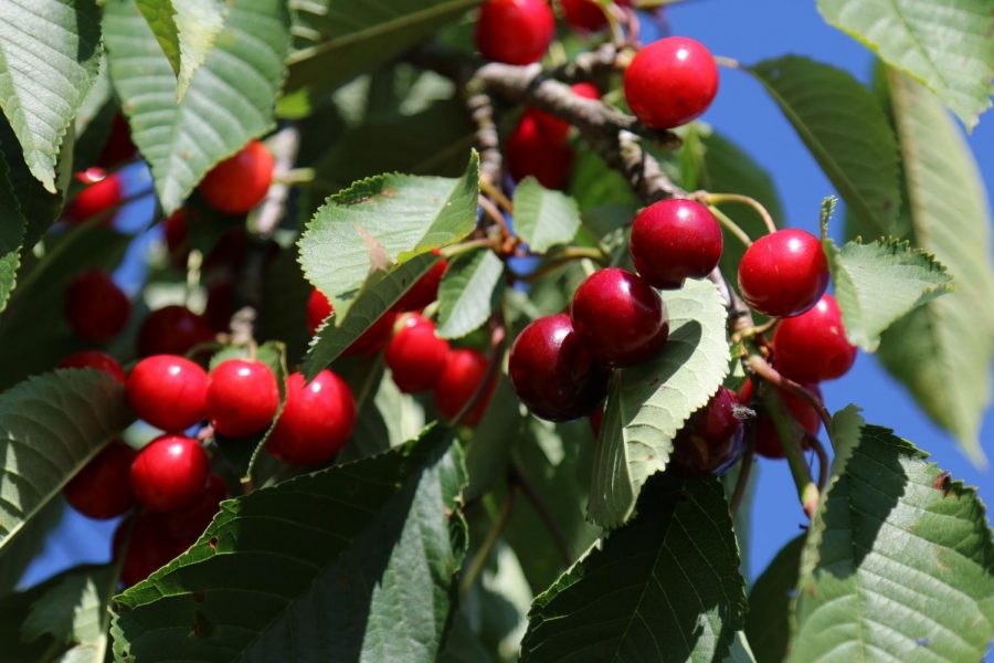One employee at a cherry orchard said she works at least 12 hours a day from 5 a.m. to 5 or 6 p.m. 