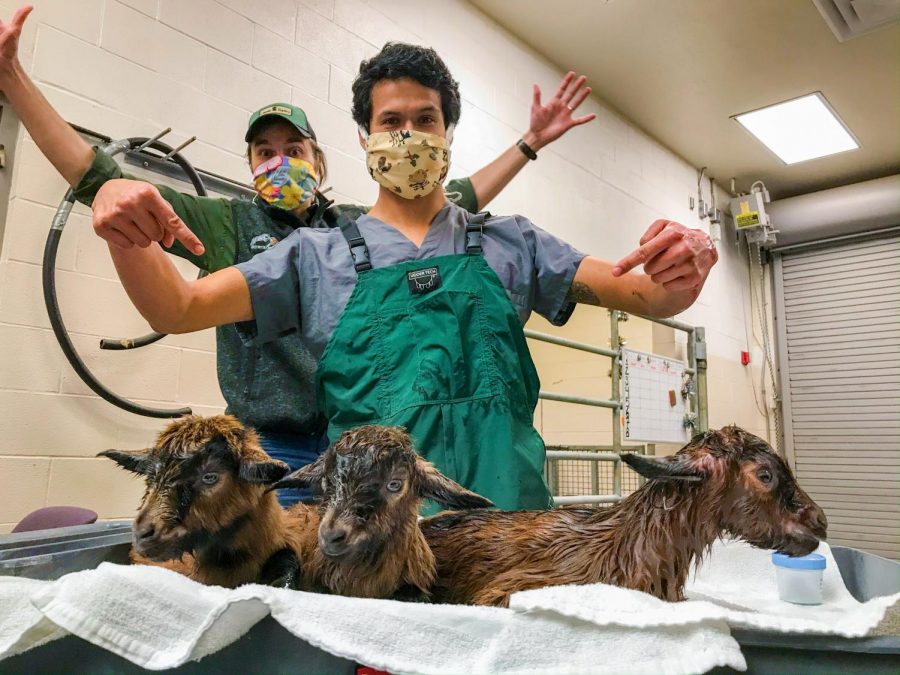 Staff members at the WSU VTH have to work in close proximity with each other while operating on injured and sick animals. 