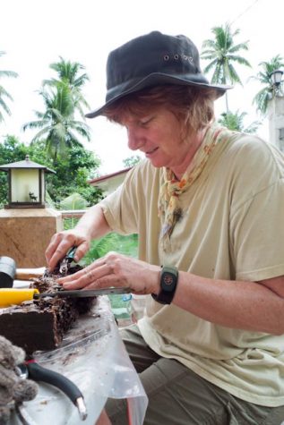 Roberta O’Connor, associate professor in WSU’s Department of Veterinary Microbiology and Pathology, extracts shipworms from wood in the Philippines. Shipworms contain bacteria that produce useful compounds for drugs. 