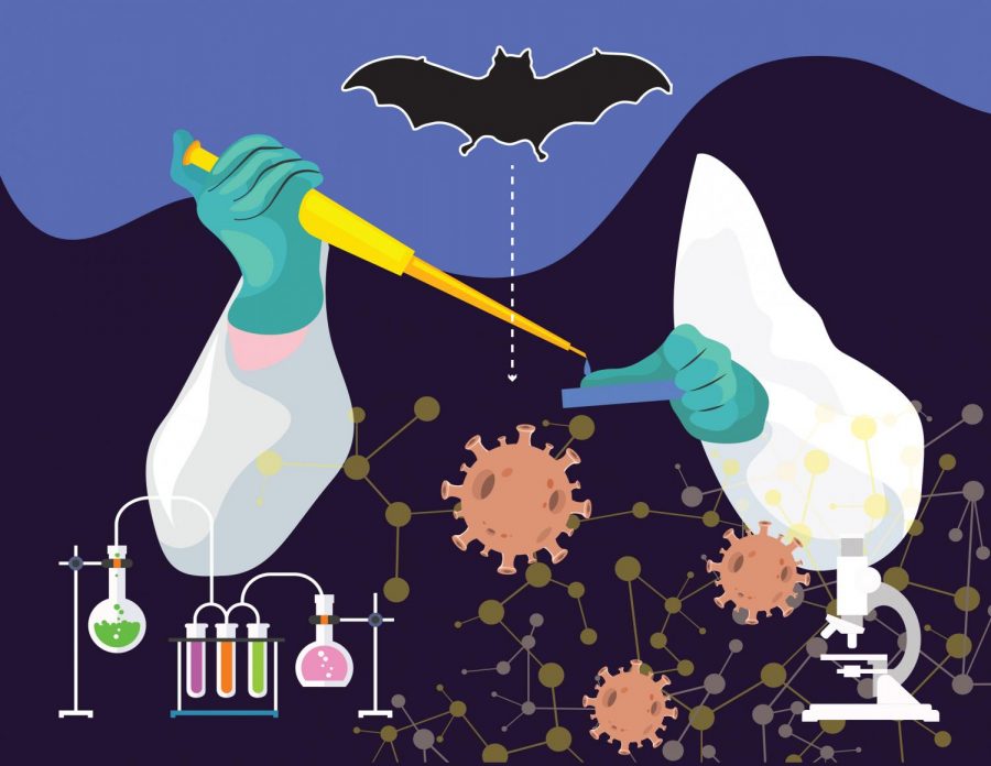 Scientists do not fully understand how bats have so many viruses that can spill over to humans, a WSU researcher says. When humans contract a virus from bats, it can cause disease and death.