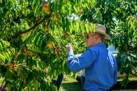 Scott Harper, WSU assistant professor of virology, examines diseased cherries, which can be small and bitter.