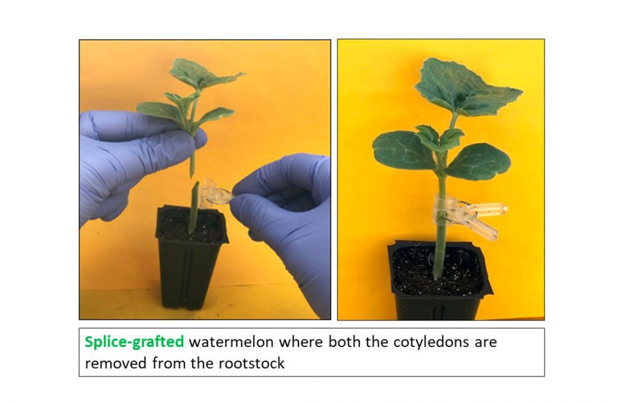Splice grafting involves growers finding the most compatible rootstock and attaching its roots to a growing watermelon vine. 