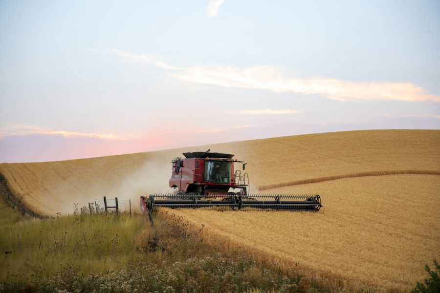 Grain growers, like the Northwest Grain Growers in Walla Walla, said the conditions for growing this year have been optimal due to the right amount of rain.